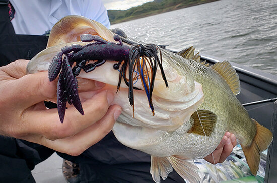 The Flappin' Hog - A Finicky Fish Enticer - Baits.com